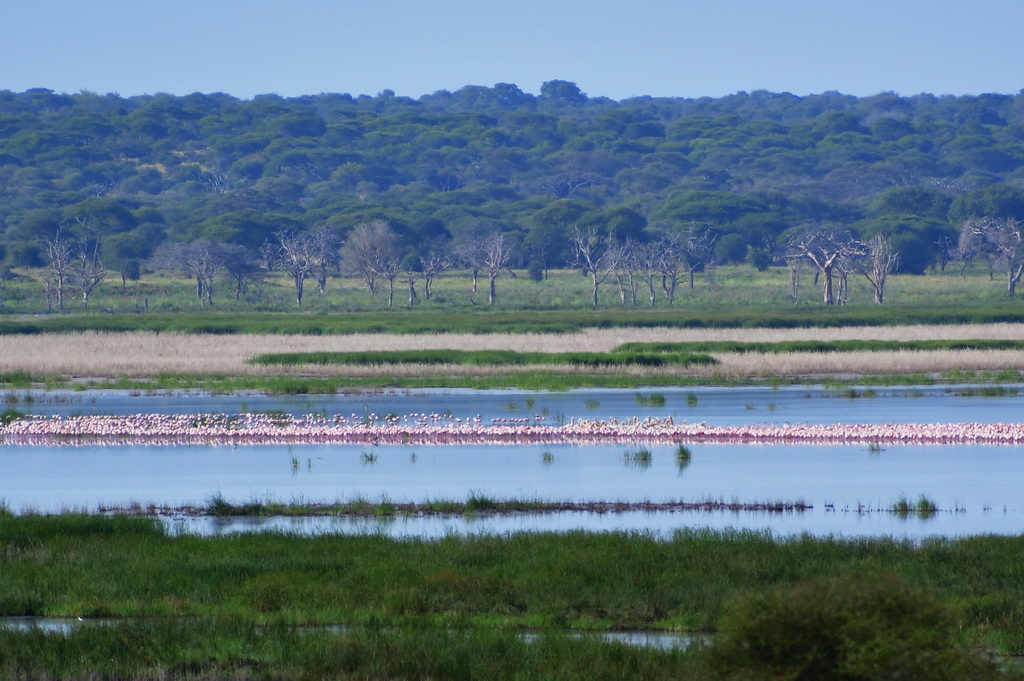 Tarangire NP